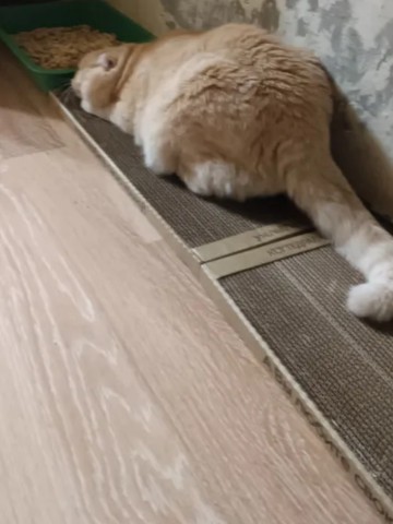 kogtedralka в LOOKY. #кошки,#котики,#котята,#прокошек,#когтеточки,#когтедралка,#рекомендации,#актуальное,#важно,#cats,#питомцы,#животные,#круто,#супер,#номер1,#чудо,#интересно,#красота,#сегодня,#счастье,#любовь,#лучшаякогтеточка,#топ. ✅️"Всё отлично, коту...