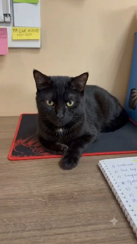 Toxa в LOOKY. . [#cats ](cats), [#ai...