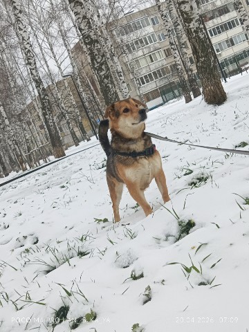 Аннушка в LOOKY. . Пончик гулял, ему по...