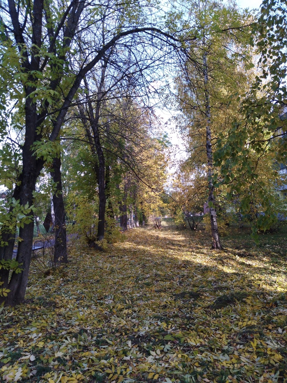  в LOOKY — 🍂✨ Дорожка из жёлтых листьев 🍁
#осень #листья #листопад