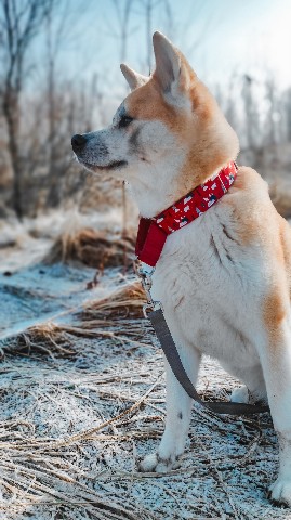 Габи в LOOKY. #акита,#акитаину,#габи_кузя,#акита_ину,#akita,#akitainu,#akita_inu,#japanakita,#akitaclub,#японскаяакита,#хатико,#собака,#dog. #акита #акитаину #га...