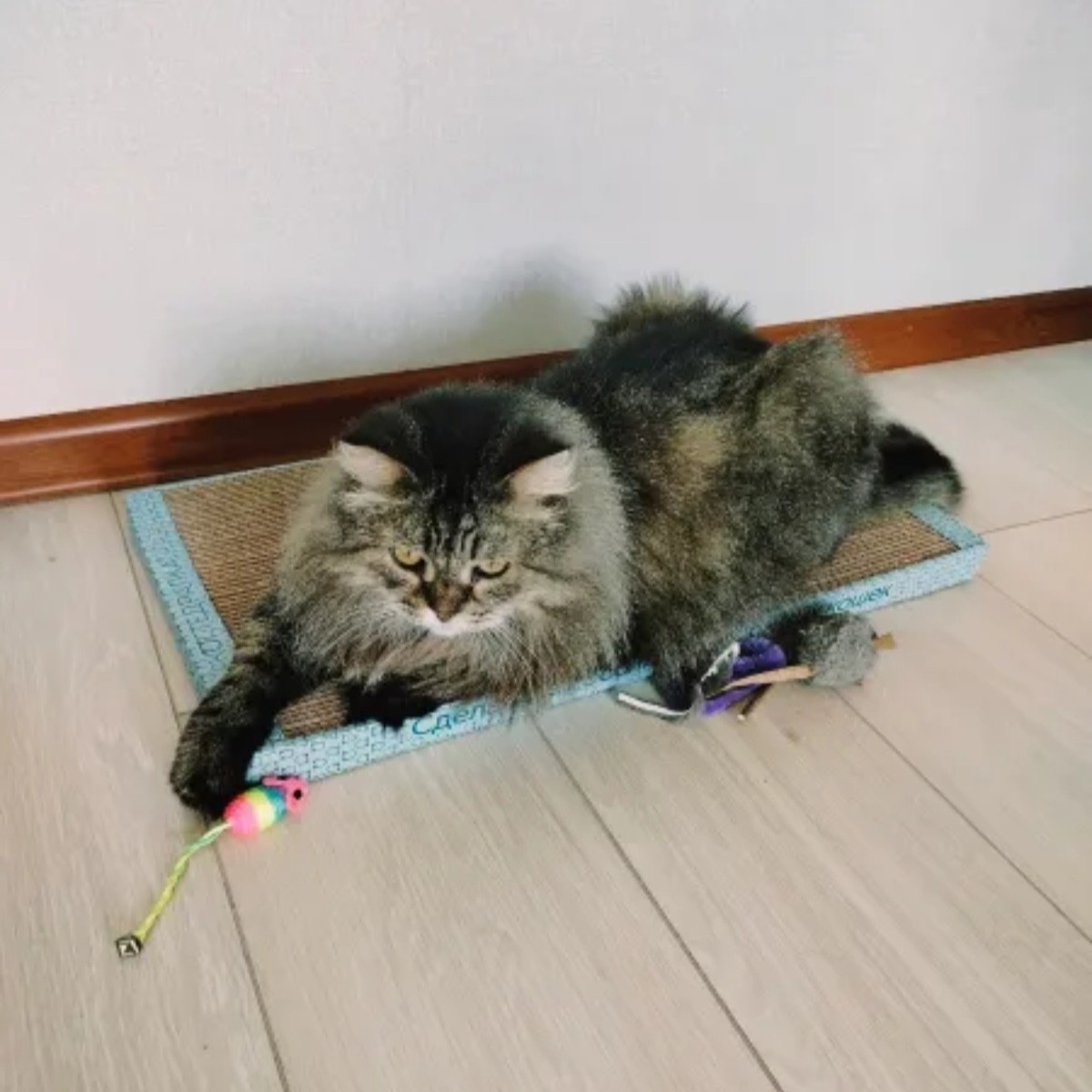  в LOOKY — ✅️"Кошке нравится"✅️
-отзыв Александра Д.
www.kogtedralka.ru