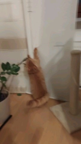 Simba в LOOKY. #симба,#simba,#любимыйсимба. Вечерний моцион Симб...