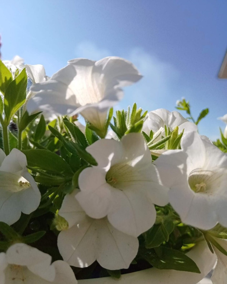 irderendyeva в LOOKY — Доброе утро друзья 🕊️🕊️🕊️
Поздравляю с Троицей, чистым, с