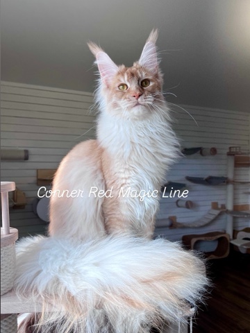 elena.vishneva в LOOKY. #redmagicline,#mainecoonkitty,#mainecoonlover,#silvermainecoonkitten,#мейнкункотята. Кто мечтает о добром...