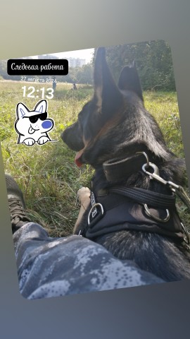 Diamond в LOOKY. . С моей напарницей 🐕...