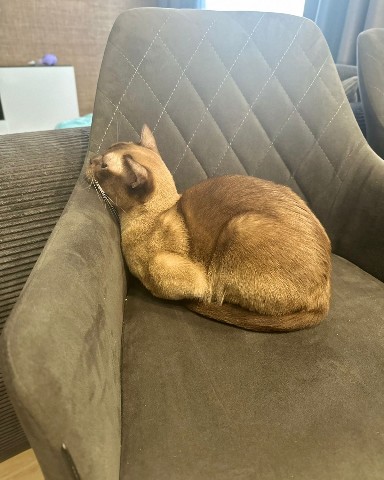 Кибер котлета в LOOKY. . Кот сидит на стуле [...