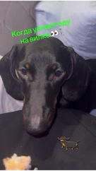 taksamany в LOOKY. #такса,#dachshund,#собаки,#выпрашиваетеду,#petsoftiktok,#dogsoftiktok,#смешныесобаки,#животные,#fyp,#рекомендации,#подпишись,#таксына. ЭТИ ГЛАЗА! 😭🐶 Мои ...