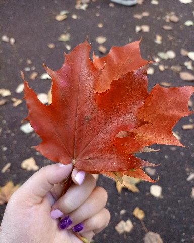 konyaeva_anastasiya в LOOKY. #осень2023. Красочная осень🍂🍁
...