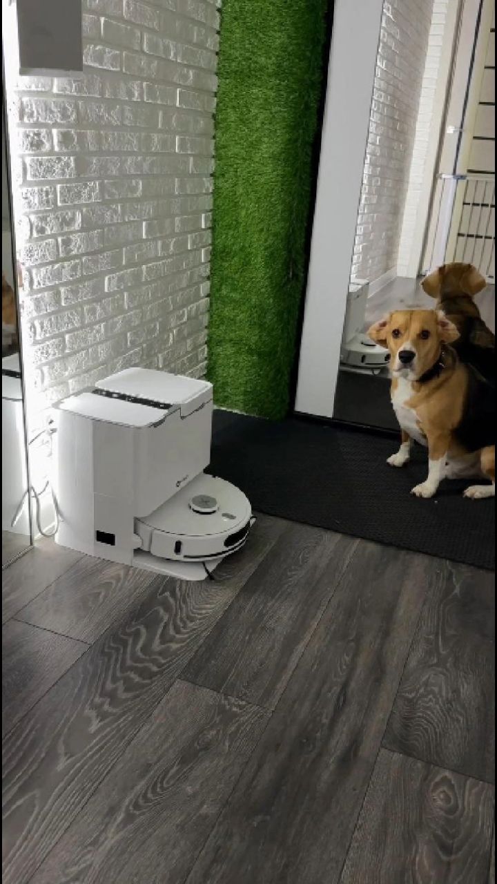 Pusi в LOOKY. #роботпылесос,#Собаки,#Шерсть. Neatsvor U1PLUS забо...