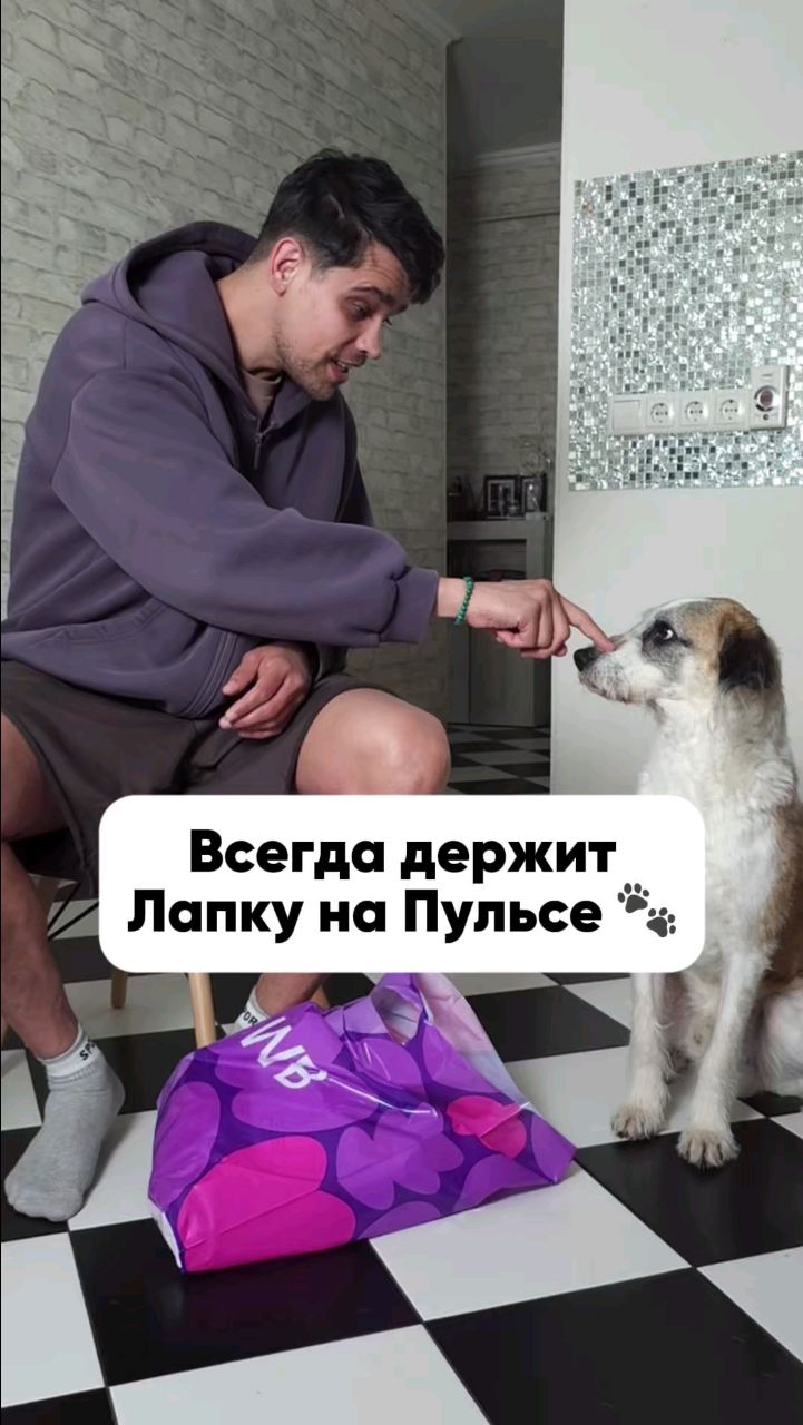 Harly_Miami в LOOKY. #harly,#dog,#miami. Его Носик Пропускает...