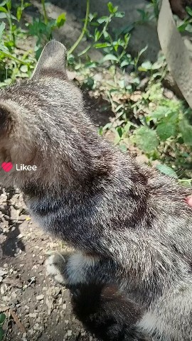  в LOOKY — Котик#мило#домашнийпитомец