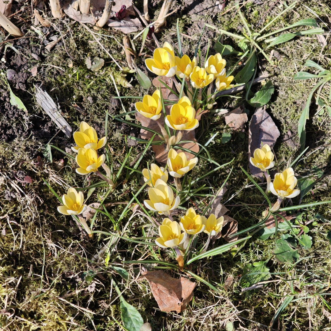 lomka в LOOKY — Весне дорогу!!! 🌸