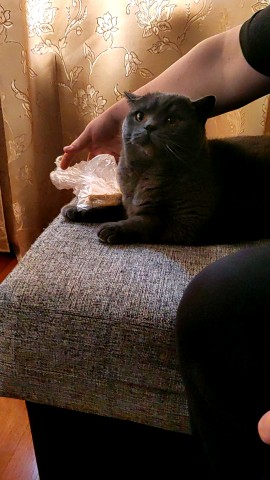 Looky_1718294826810 в LOOKY. #живые,#кот. Дизя и вафли
#живые ...