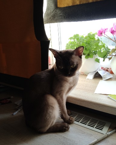 Кибер котлета в LOOKY. . Филя [#рек](рек) [#р...