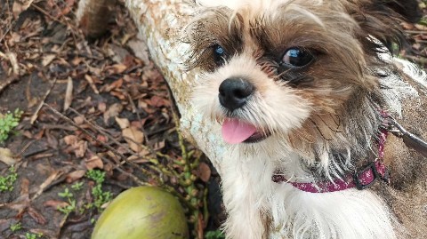 Looky_1692808688064 в LOOKY. ###cuteness. ###cuteness luna