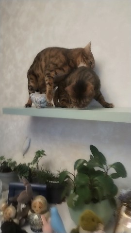 людок72 в LOOKY. . 