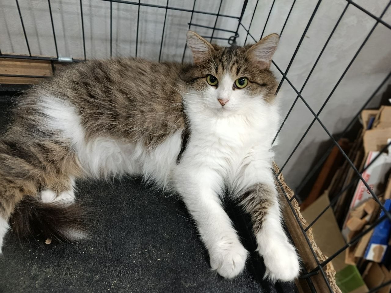 Кот дома! 
Я-котик Тиша. Обаятельный и умный. Ищу доброе сердце, которое окружить меня заботой. Нахожусь в Задонск, Липецкой области. Звоните 89192547760 матушка Арсения!
#вдобрыеруки #кошкавдом #задонскиекошки