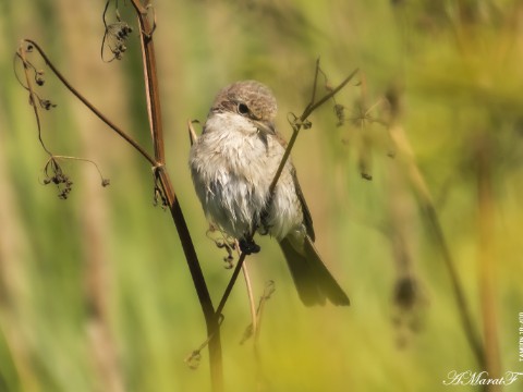 MaratAMF в LOOKY. #природа,#птица,#canon760d,#canon,#tamron,#tamron18400. Серая мухоловка
#при...