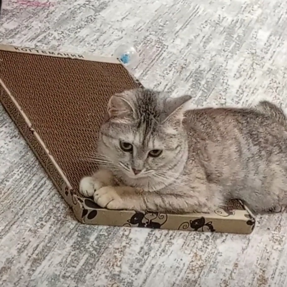 ✅️"Когтеточка супер, питомцы в восторге, весь вечер не отходят, чуствую придется ещё одну заказывать. Прочная, аккуратно сделана"✅️
-отзыв Гульнары.
www.kogtemania.ru 

#кошки #котики #котята #прокошек #когтеточки #когтемания #рекомендации #актуальное #важно #cats #питомцы #животные #круто #супер #номер1 #чудо  #интересно #красота #сегодня #счастье #любовь #лучшаякогтеточка #топ