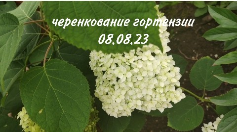 costabereg в LOOKY. #дача,#содогород,#черенкованиегортензии,#гортензия,#саженцы. Что то в этом году м...