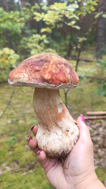 julka_kochetova в LOOKY. #fungi,#грибы2026,#muchroom,#грибнаяпора,#грибы. Белый гриб соснолюби...