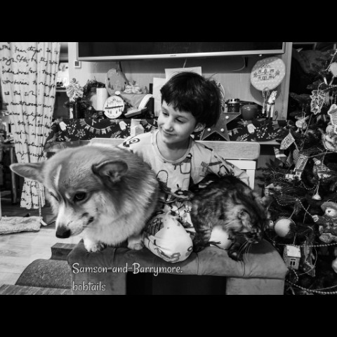samson_and_barrymore.bobtails в LOOKY. #happybday,#детииживотные,#сднемрождения,#8yearsold,#sweetkitty,#большойкот,#курильскийбобтейл,#kurilianbobtail,#любовьспасетмир,#собакадругчеловека,#dogoftheday,#dogcute,#welshcorgi,#corgiofinstagram,#говорящаясобака,#talkingdog,#мокрыйнос,#sweetcatclub,#усылапыхвост,#безкотаижизньнета,#sweetkitty,#catlovers,#catphoto,#catpicture,#catphotography,#pets_of_instagram,#fluffycats,#мыизкотограма,#looky,#looky_топ,#looky_official. .
🎈Разбегайся, наро...