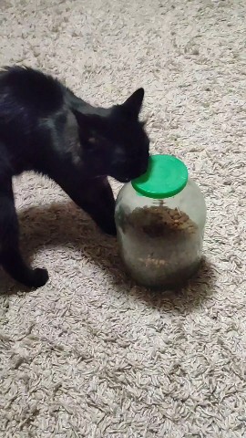 elena_pogozeva в LOOKY. #котики,#кошки,#любимцы. Добытчик) [#кот](кот...