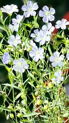 2911parikmaher в LOOKY. . 