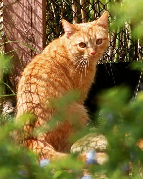 Looky_1682233443574 в LOOKY — Любимка Стейси  [#кошка](кошка) [#любимка](любимка) [#инстак