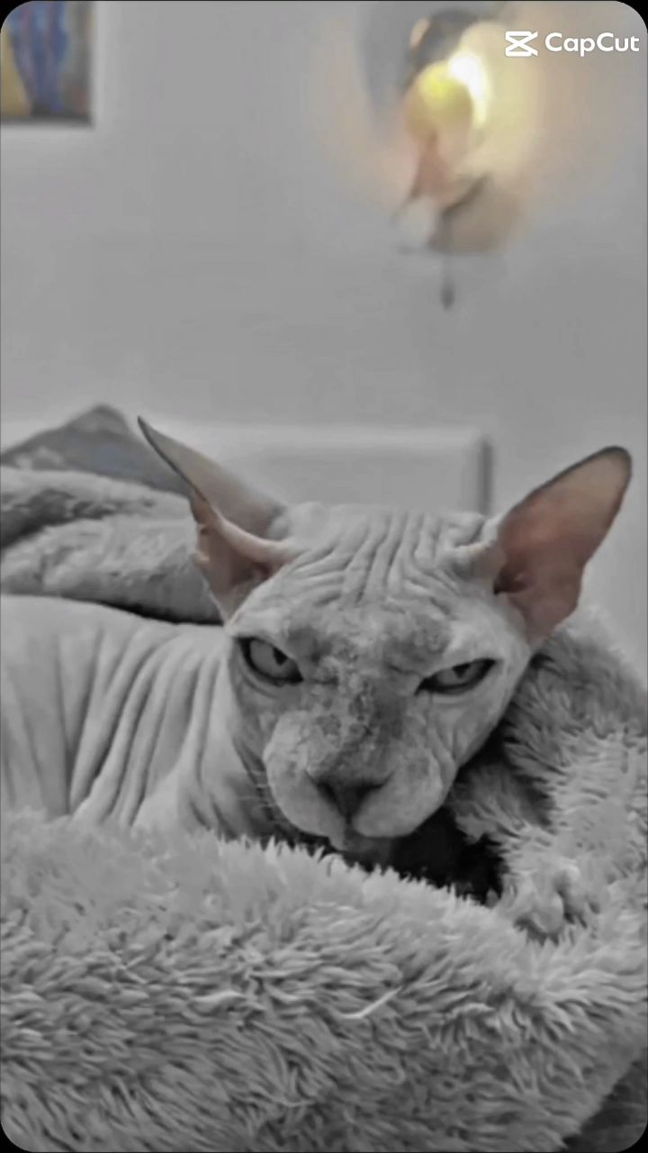 eva_sphynx_cat в LOOKY. #челленджи
#ева,#сфинкс,#sphynx,#донскойсфинкс,#кошка,#котики,#котэ,#лысая,#evasphynxcat,#мыизкотограмаlooky,#looky_official,#looky,#LOOKY_контент,#looky_you,#you
#видео,#lookyvideo,#videolooky,#LOOKY_рилс. Челлендж от [@afina_...