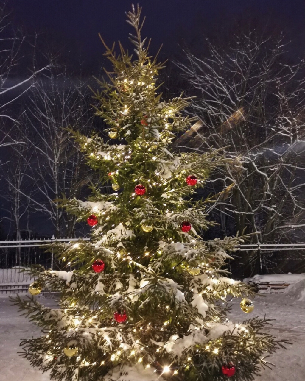 Kanakeira в LOOKY — Ёлочки нашего городка🎄

#ЦарскоеСело #Пушкин #СНовымГодом #