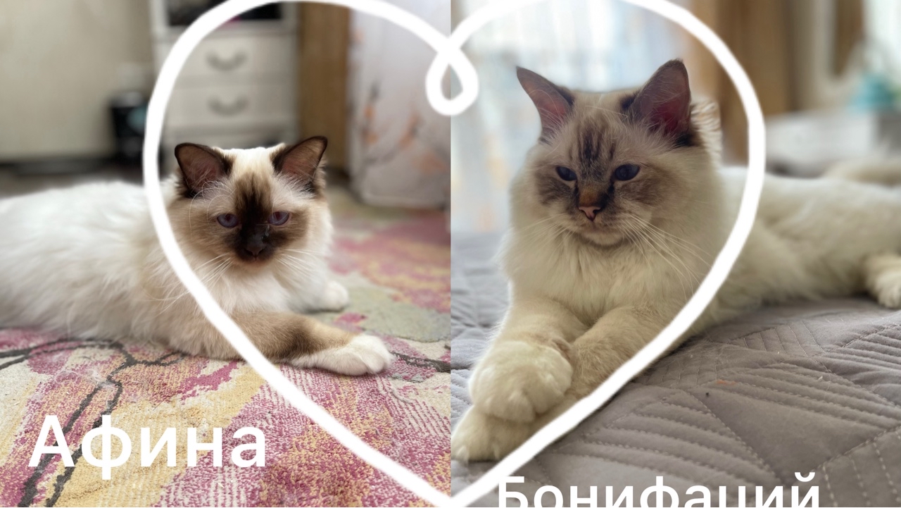 В конце марта ждём малышей от этой чудесной пары!❤️❤️❤️😻😻🐱#священнаябирма#питомниккошек#священнаябирмапитомник#породистыекотята