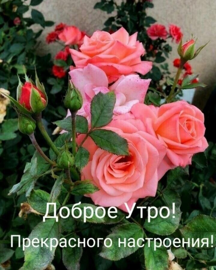 Looky_1700155731053 в LOOKY — публикация