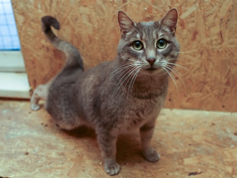 perederzhka_cat в LOOKY. #жители_передержки. #жители_передержки
С...
