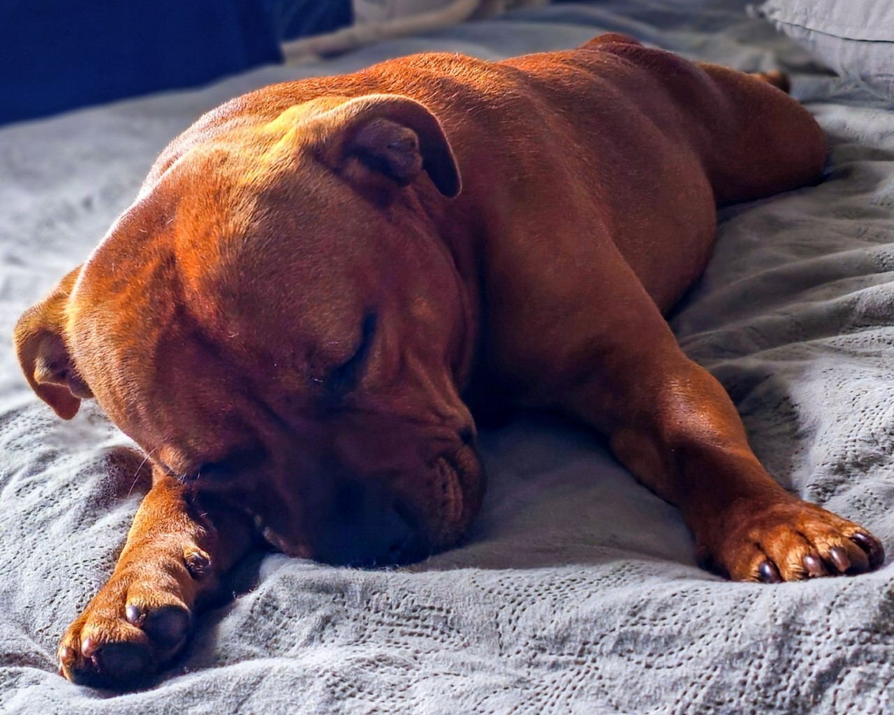 BuchTheStaffy в LOOKY — #стаффорд #стаффбуль #буч #staffy #staffordshirebullterrier 