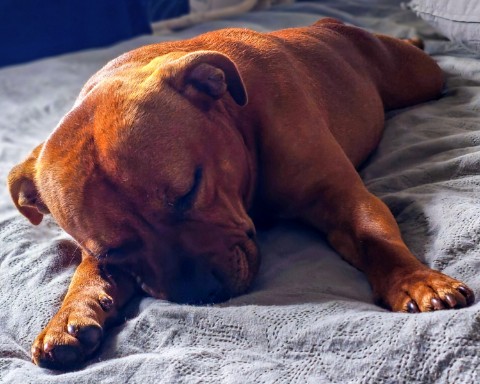 BuchTheStaffy в LOOKY. #стаффорд,#стаффбуль,#буч,#staffy,#staffordshirebullterrier,#собака,#питомец,#милота,#жиза,#смешныесобаки,#reelsdog,#dogsoftiktok,#dogtrends,#funnydogs,#собакавдоме. #стаффорд #стаффбуль...