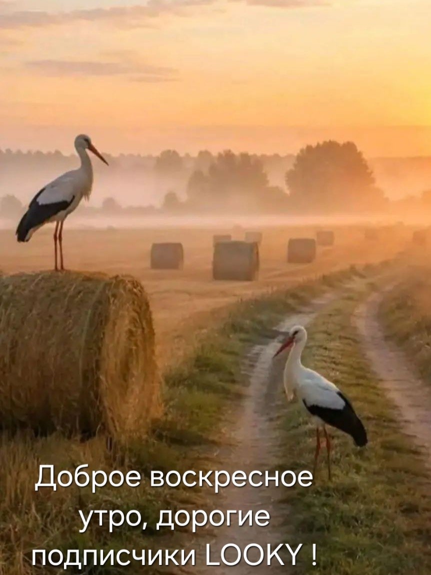 ДедМед