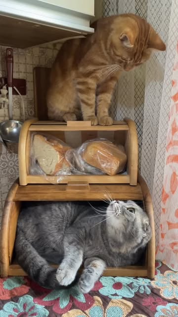 alexandrus.93 в LOOKY. #Мышка,#Рыжик,#кошкамышка,#котрыжик,#юмор,#животные,#cat. #Мышка и #Рыжик деру...