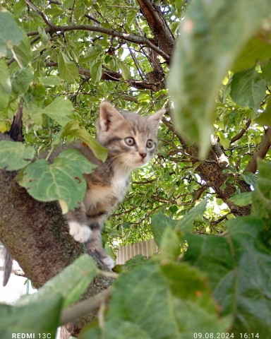 danechka_95ya в LOOKY. #охотник,#котики. #охотник #котики