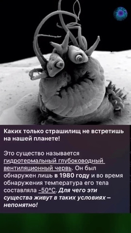 Nevidel in LOOKY. . Милый червь.