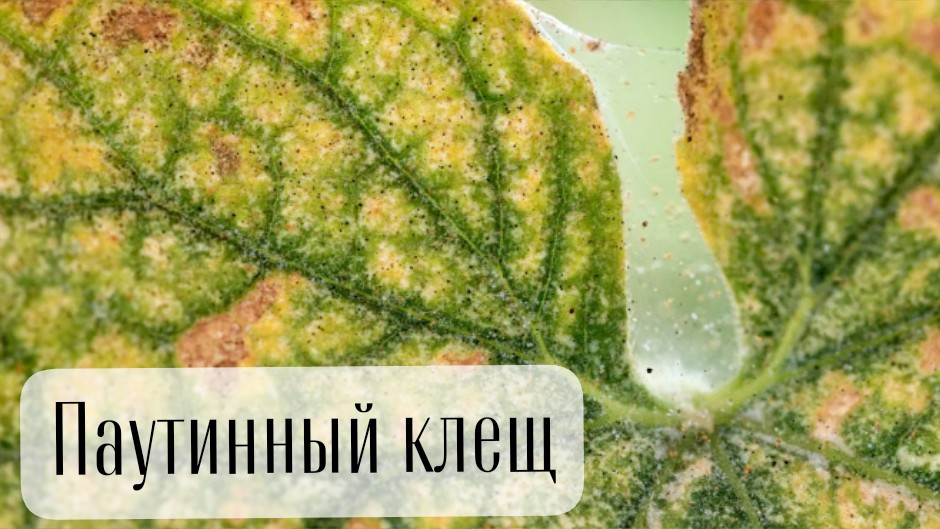 Паутинный клещ 

Листья желтеют пятнами и точками, появилась мелкая паутинка, словно присыпанная белой крошкой, а растение выглядит вялым и прекратило расти? 
Возможно, на вашем растении паутинный клещ. Давайте коротко разберемся,кто он и что с ним делать.
Осенью паутинный клещ особенно часто атакует комнатные растения — и на то есть причины:

Сухой воздух. Включаются батареи, влажность падает — а клещ обожает такие условия.

Меньше света. Сокращение светового дня ослабляет растения, они становятся уязвимее. К тому же из‑за завершения природного цикла растения слабеют, замедляются, готовятся к зимовке — и вредитель этим охотно пользуется.

Стресс от смены условий. Перепады температур и сквозняки тоже снижают иммунитет цветка.

Пути заноса. Клеща можно случайно принести с новым растением, срезанными цветами, грунтом, овощами и плодами из огорода, даже на горшке или через открытое окно.

🔍 Профилактика — проще, чем борьба:

Регулярно осматривайте листья (особенно нижнюю сторону — там клещ любит прятаться).

Устраивайте растениям тёплый душ — он смывает вредителей и повышает влажность.

Поддерживайте влажность воздуха (оптимально 50–60 %) — можно использовать увлажнитель или опрыскивания.

Новые растения держите на карантине 2–3 недели перед тем, как ставить к остальным.

💥 Если клещ уже появился:

Изолируйте поражённое растение, чтобы не заразить остальные.

Удалите все сухие и сильно повреждённые листья. Промойте листья тёплой водой с мягким мылом, аккуратно удаляя паутину и клещей.

Обработайте подходящим средством: подойдут биопрепараты (например, на основе масла нима) или специальные акарициды — строго по инструкции.

Повторите обработку через 5–7 дней: это важно, чтобы уничтожить не только взрослых особей, но и вылупившихся личинок.

А вы сталкивались с паутинным клещом? Чем боролись?

#комнатныерастения #уходзарастениями #паутинныйклещ