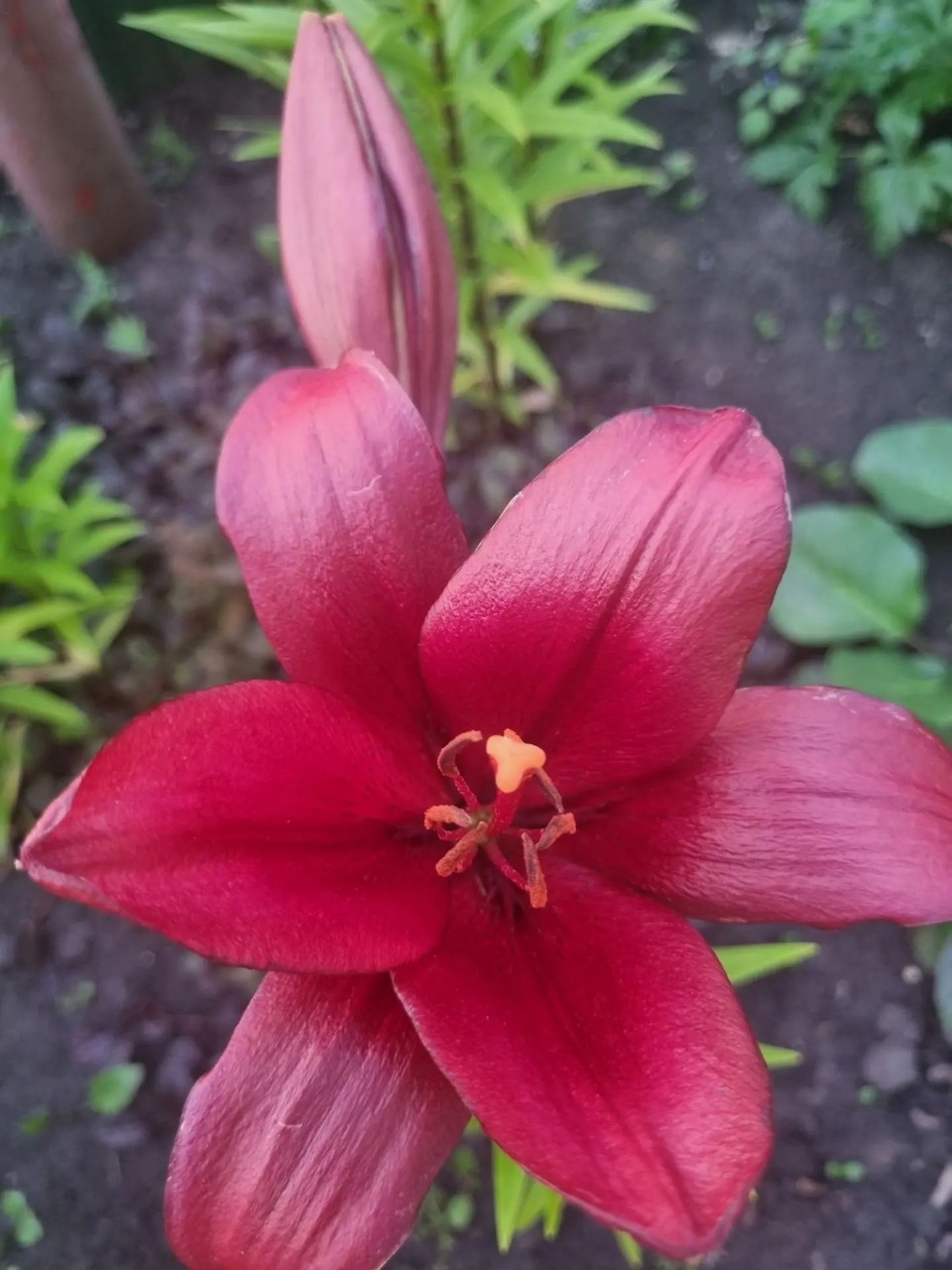 Flowers в LOOKY — публикация