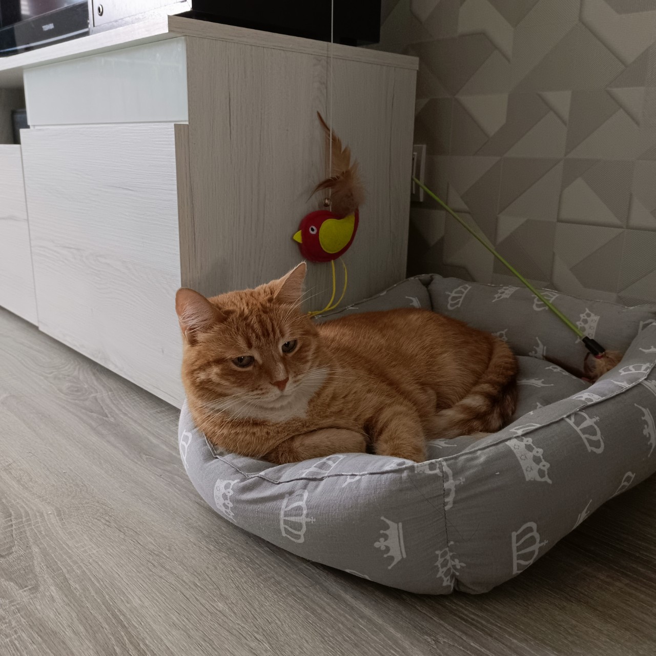 Кот Зяма в LOOKY — Привет, бонжур, хеллоу, хвосты! 
Сегодня пасмурно у нас, вес