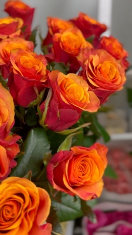 nikolai_flowers в LOOKY. #шахтыцветы,#шахтырозы,#цветышахты,#розышахты,#цветывшахтах,#дгтушахты,#блокнотшахты,#шахтыгород,#городшахты,#доставка,#shakhty,#shachty,#shahty. Розы на любой вкус 
...