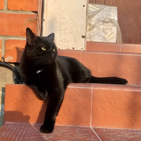 koshkabaza в LOOKY. #базачерныхкотов,#koshkobaza,#питомцы,#чернаякошка,#утро,#коты,#солнечно,#глаза,#весна. ⠀⠀Всем привет от Баа...