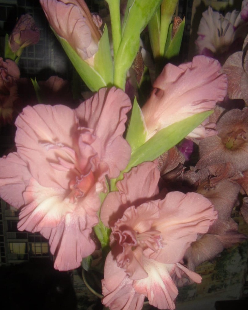 Элина Прилепкина в LOOKY. . 