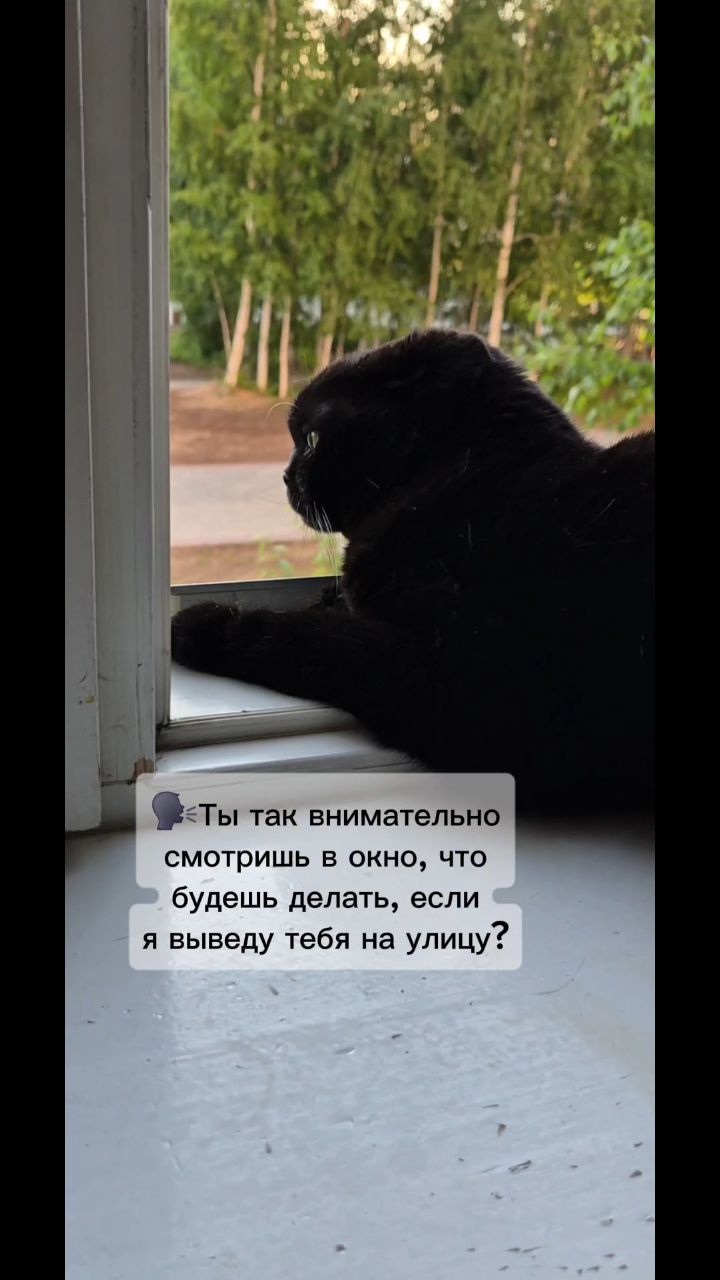 myshka.musya.marusya в LOOKY — #кошки #котики [#рекомендации ](рекомендации)