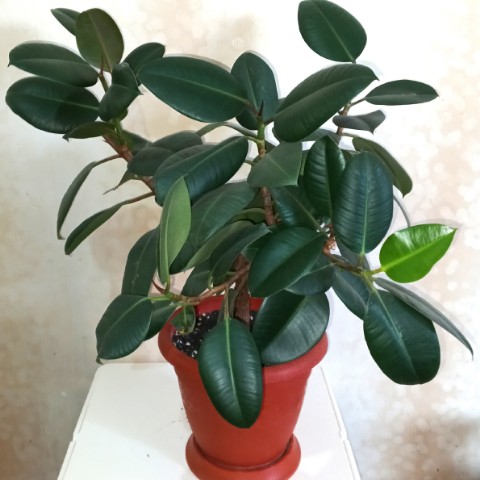 Зеленые пальцы в LOOKY. #комнатныерастения,#домашниецветы,#моизеленые. Мои первые растения
...
