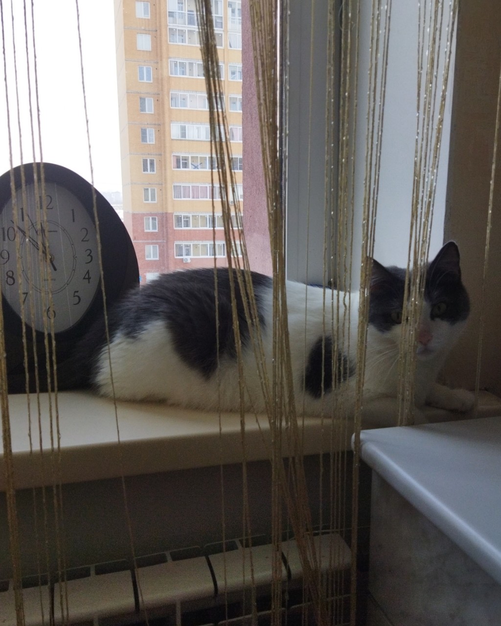 КотоКонтроль😻